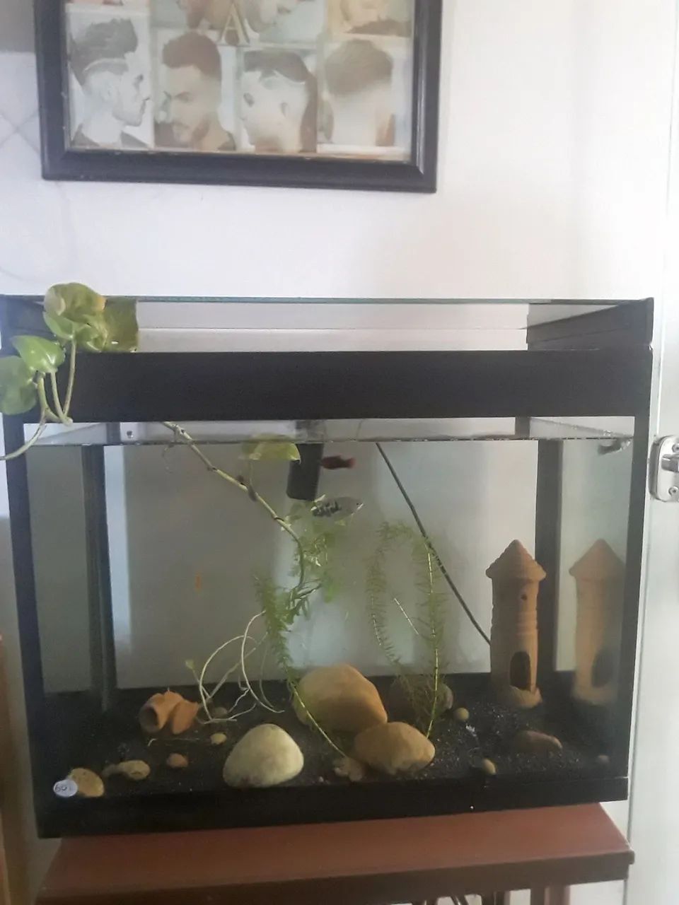 Aquario - Foto 2