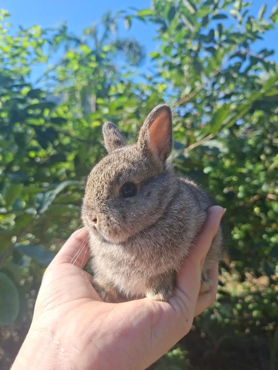 Mini coelhos
