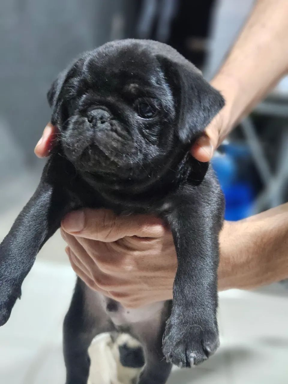 Filhotes de Pug  - Foto 4