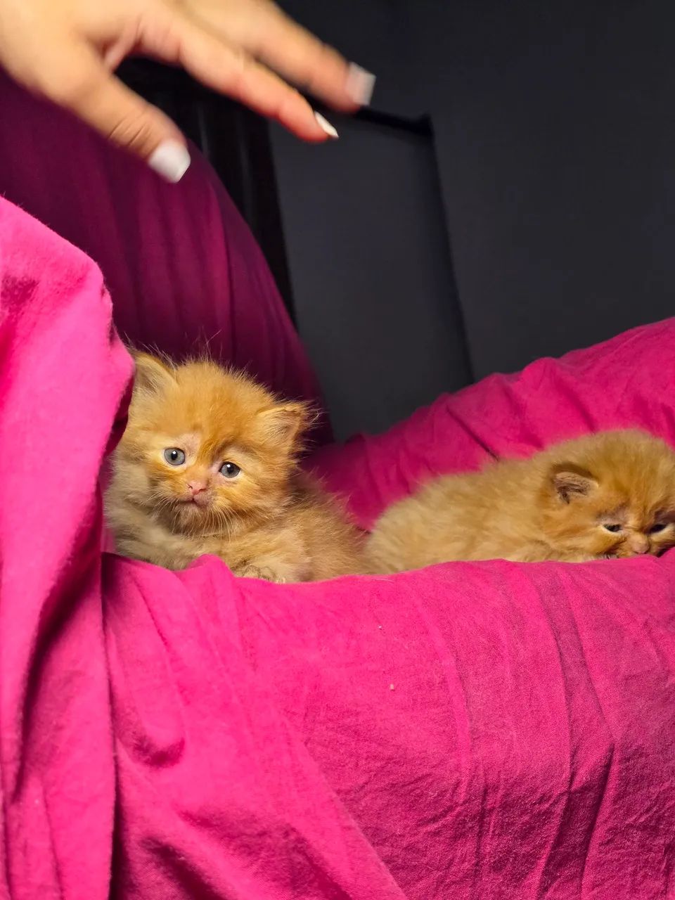 Gato Persa disponíveis, Canil e Gatil Legalizado para venda de cães e gato em Teresina-PI  - Foto 3