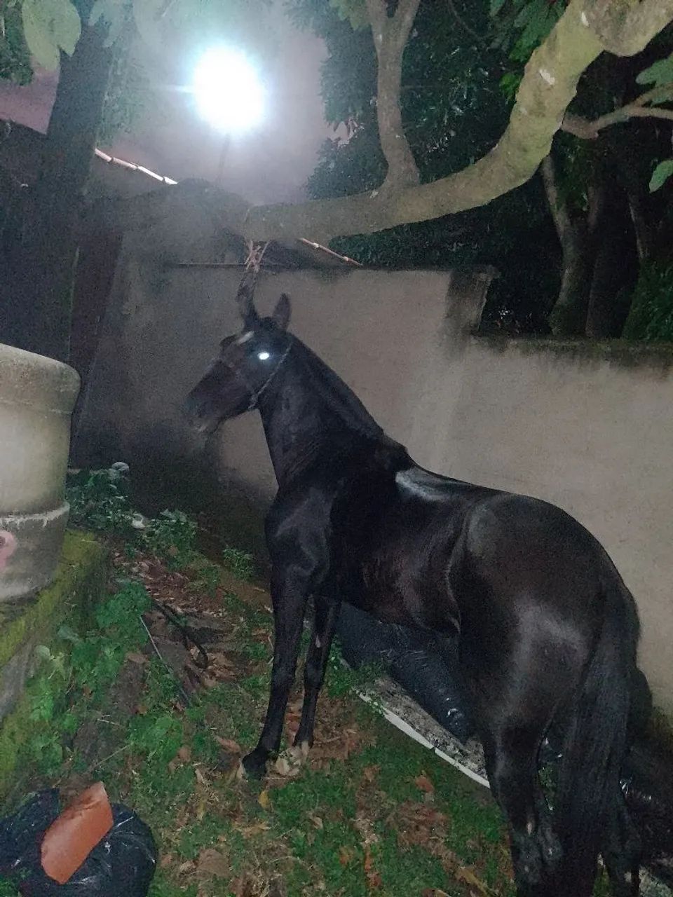 Égua comum marcha picada  - Foto 4