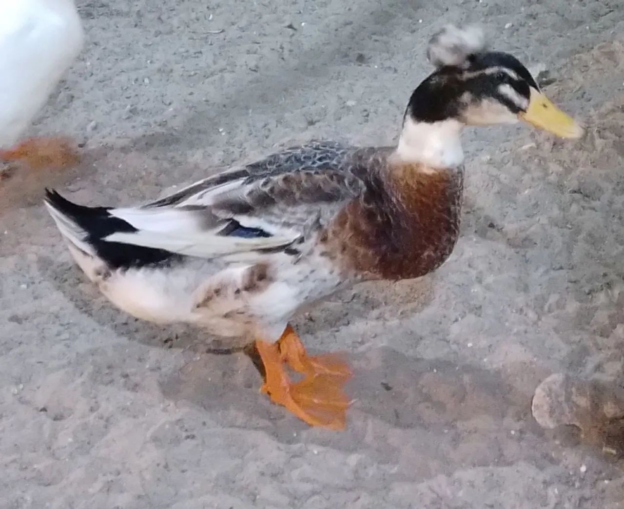 Marreco Macho Rowem de  Pom Pom Gigante no precinho só neste mês do consumidor - Foto 2