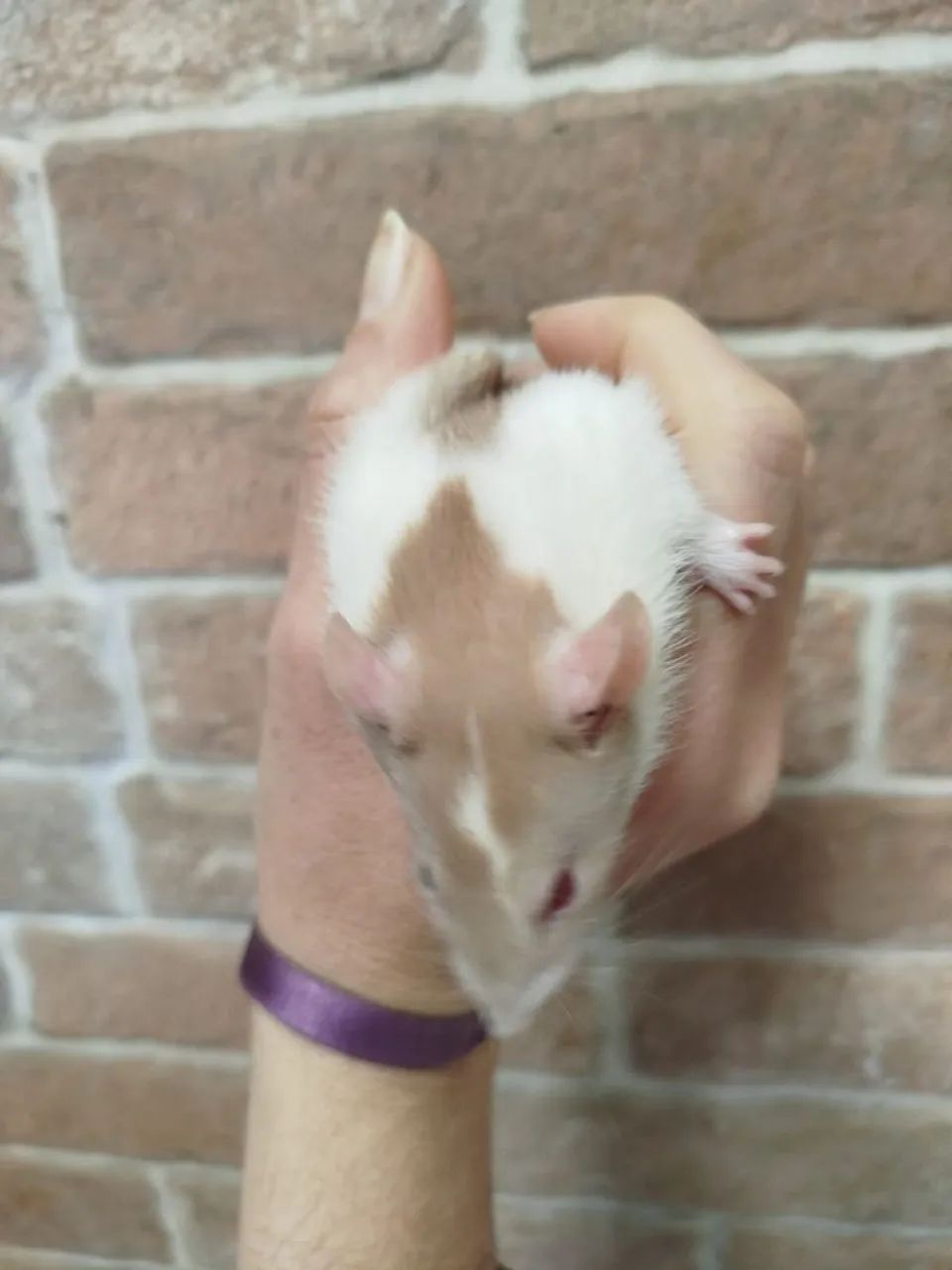 Ratos Twister Mercol - Foto 6