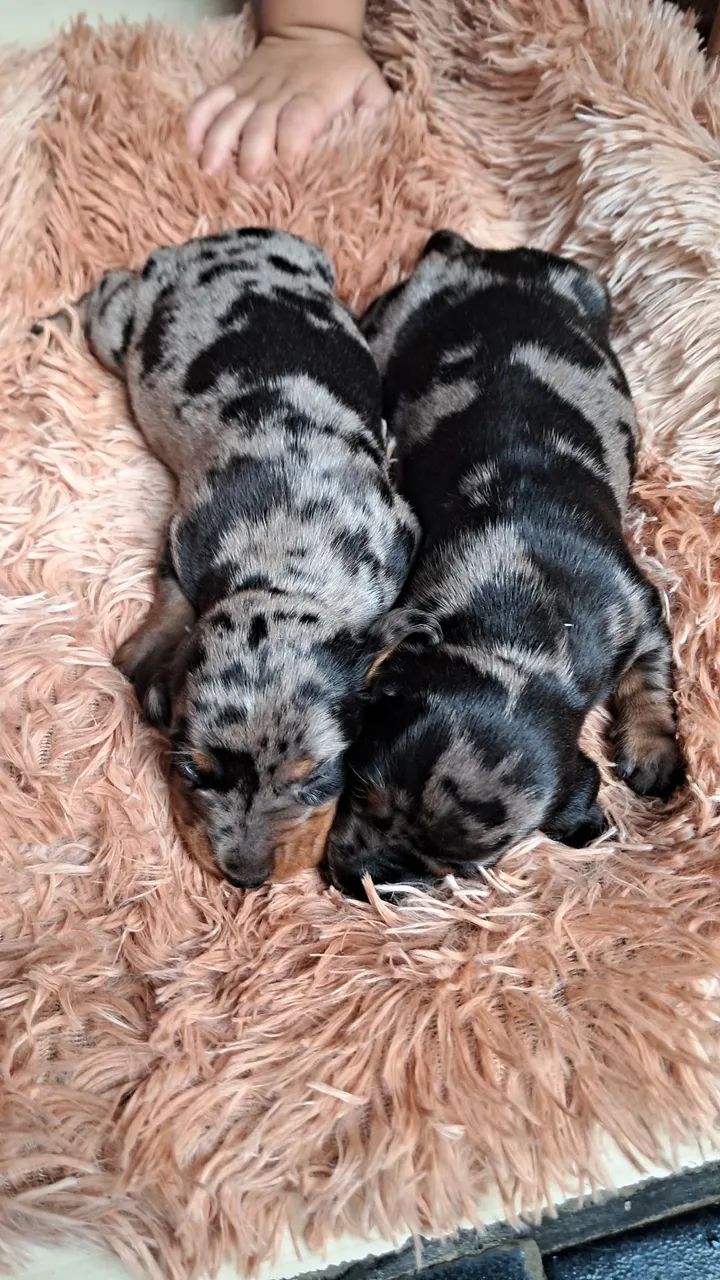 DASCHUND SALSICHA MACHO E FÊMEA ALERQUIM  - Foto 2