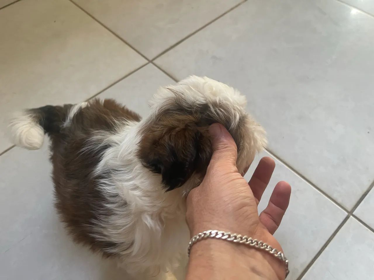 Cachorro shih tzu - Foto 2