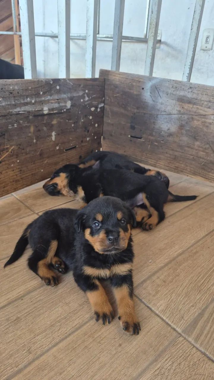 Rottweiler filhotes - Foto 2