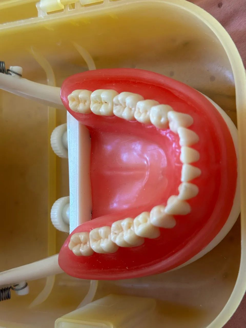 Manequim Dentistica Pronew Pd100  - Foto 2