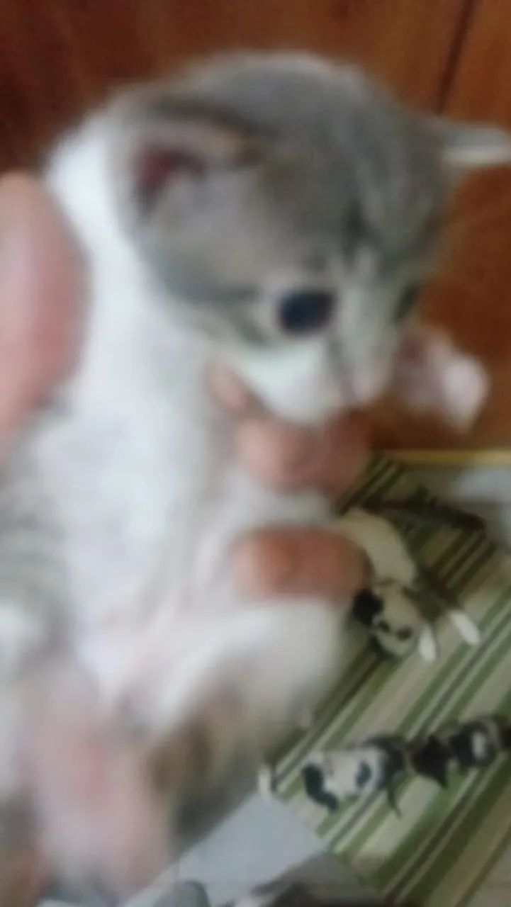 Gatinhos fofos para doação  - Foto 4