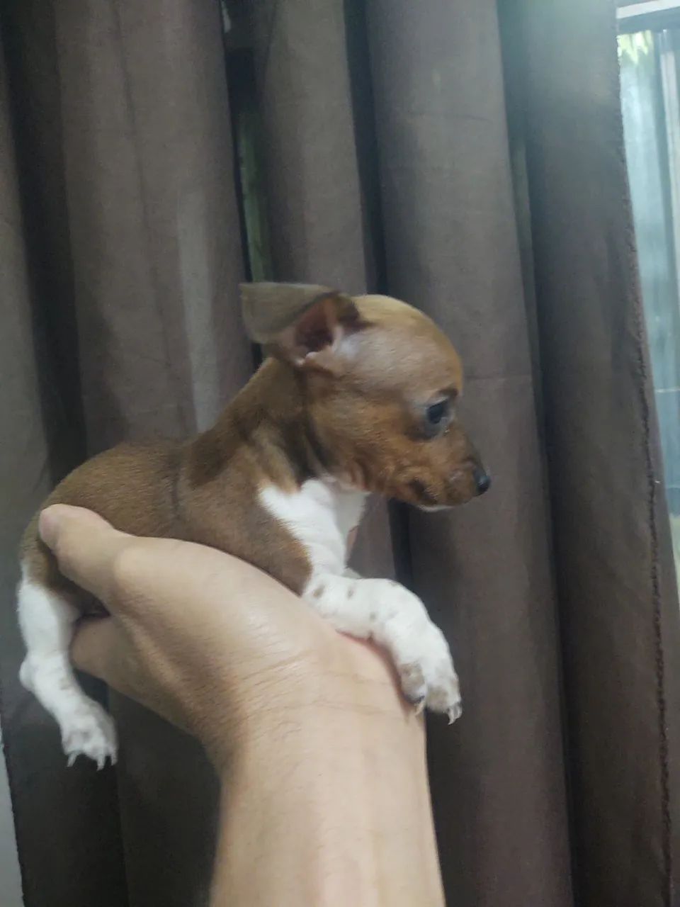 Pinscher Fêmea  - Foto 4