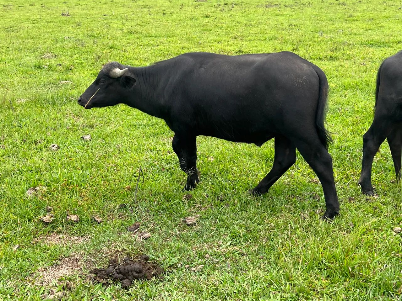 Bufalo macho 1 ano  - Foto 5