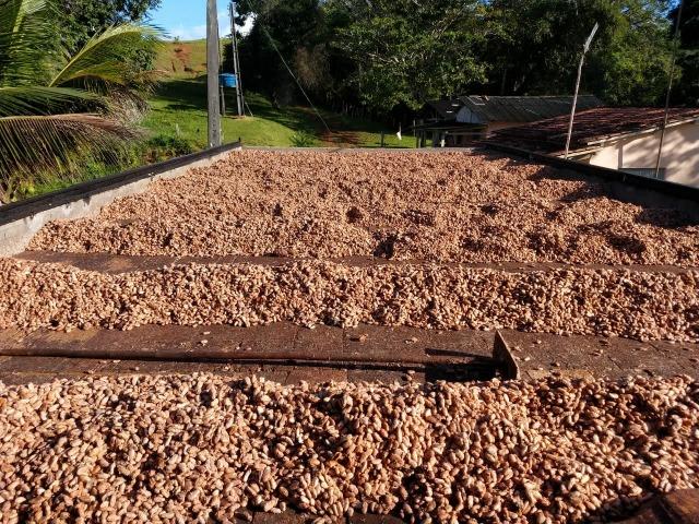 Fazenda Ilhéus Bahia/ Sul da Bahia - Foto 9