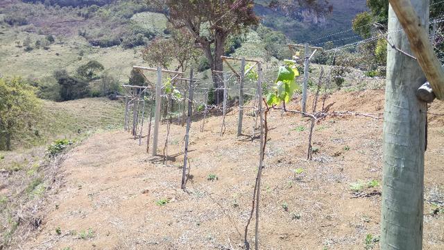 Mudas de uva sem semente (videira) - BRS Vitória - Foto 3