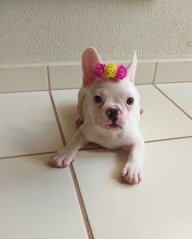 Bulldog Francês - Foto 2