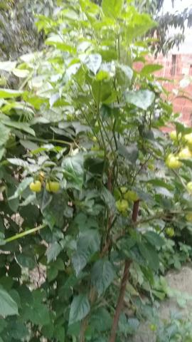 Mudas de pimenta pitanga rosada - Foto 3