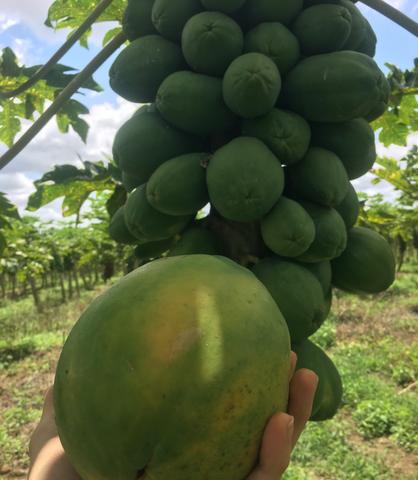 Mamao hawaii - Foto 3