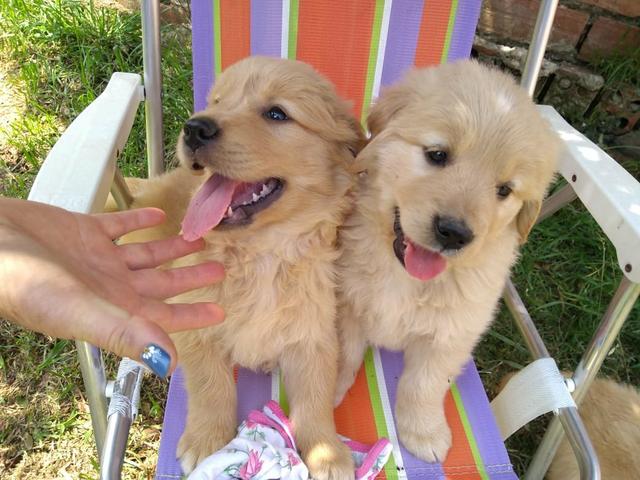 Lindos filhotes de Golden, a pronta entrega, com pedigree - Foto 4