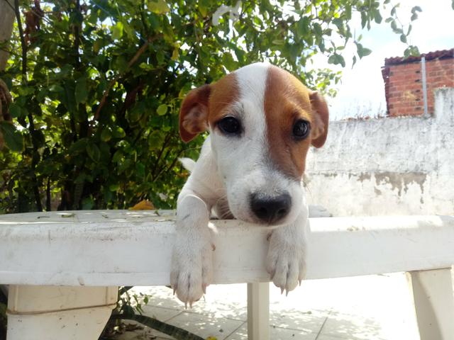 Filhote Fêmea Jack Russell Terrier - "Cachorro do Máscara" com Pedigree - Foto 5