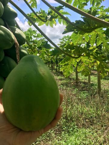 Mamao hawaii - Foto 4