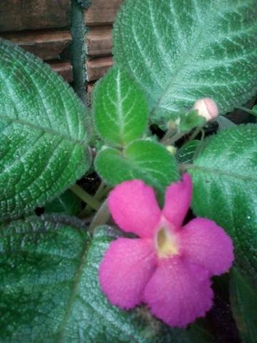 Plantas ornamentais 5 reais - Foto 6