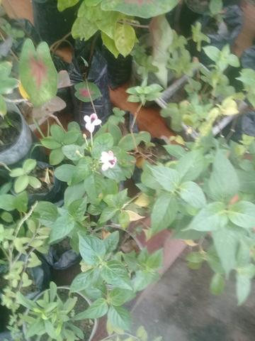 Plantas ornamentais 5 reais - Foto 3
