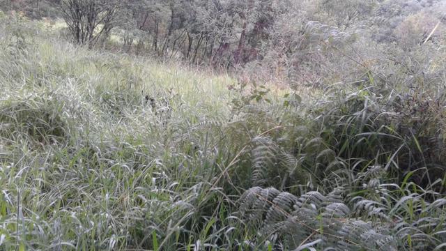 Área 1 alqueire - Foto 8