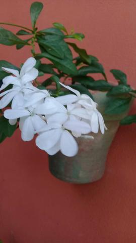 Plantas ornamentais 5 reais - Foto 5
