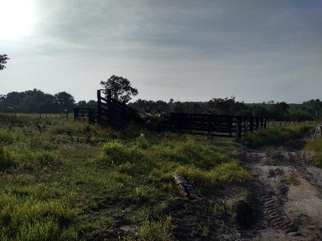 51 alqueires (250 hectares) com 30 alqueires de pasto por 850 mil reais no Pará - Foto 4