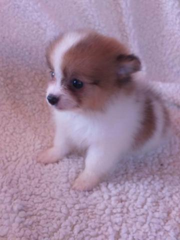 Lulu da pomerania anão - Foto 6