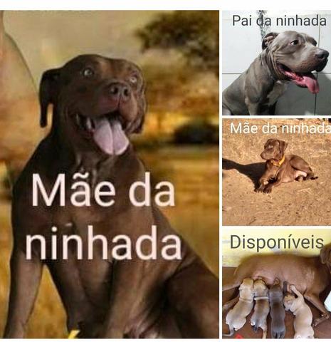 Filhote Pitbull fêmea em Sobral