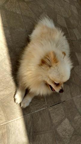 Macho Branco Lulu da Pomerânia Cruzar - Foto 5