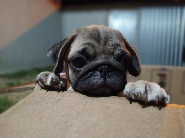 Filhote de Pug Macho - Foto 3