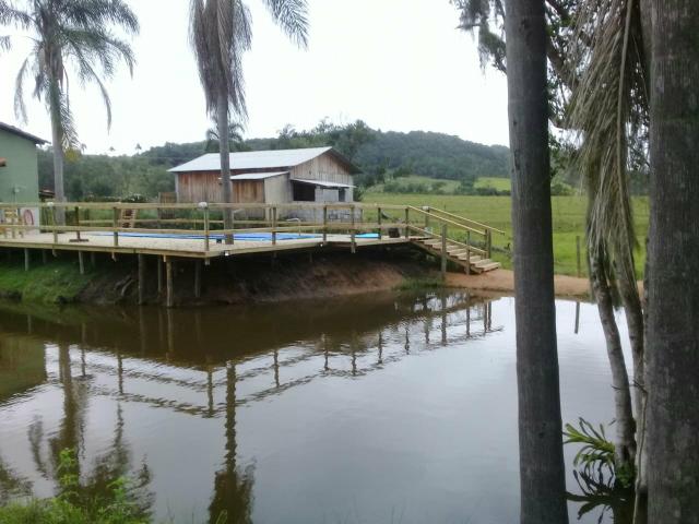 Lindo sitio Imaruí figueira grande