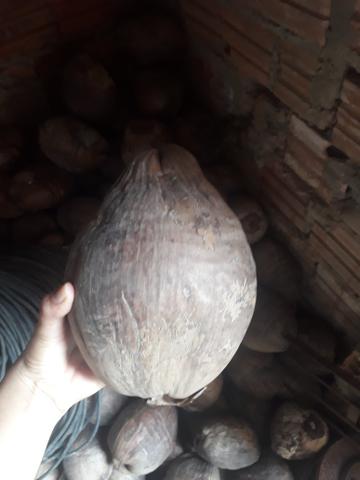 Cocos - Foto 2