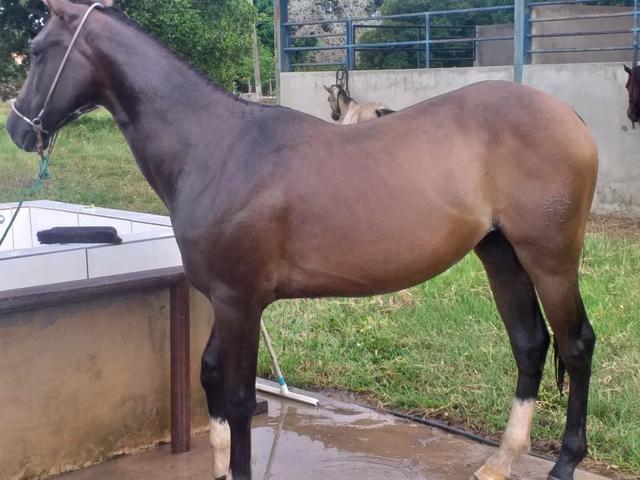 Potra de 1 ano e 8 meses a venda - Foto 2