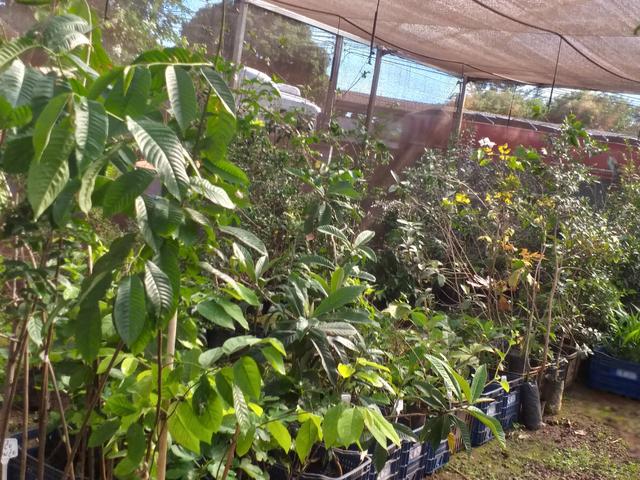 Mudas frutíferas,hortaliças e flores etc