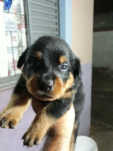 Rotwailer Cabeça de Touro - Foto 4