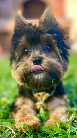 Bebês Yorkshire padrão Exposição! Seu filhote com pedigree e microchip grátis