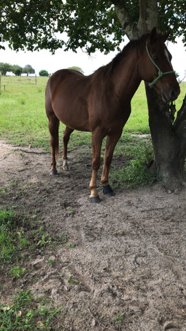 Cavalo pronto de direita - Foto 5