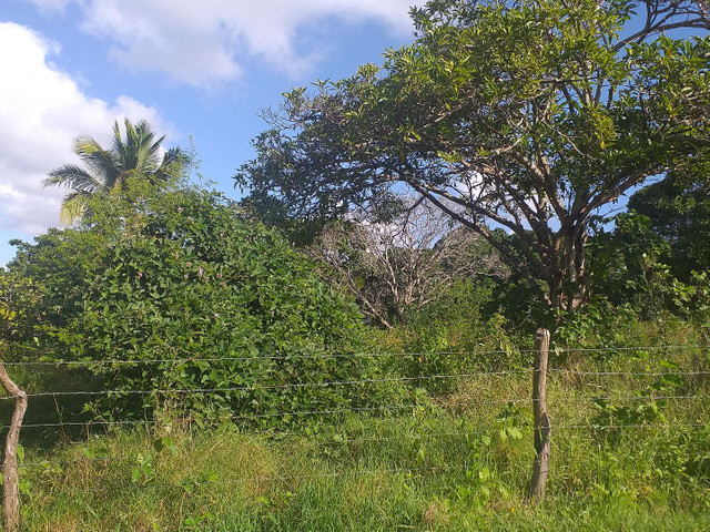 Terreno pra construir sítio ou chácara - Foto 3