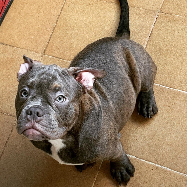 Lindos Filhotes de American Bully (pegada gringa) - Foto 6