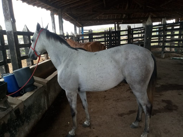 Cavalo (aceito cartão) - Foto 3