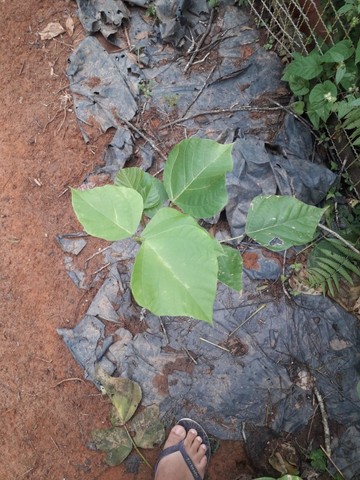 Suinã (Erythrina verna) - Foto 6