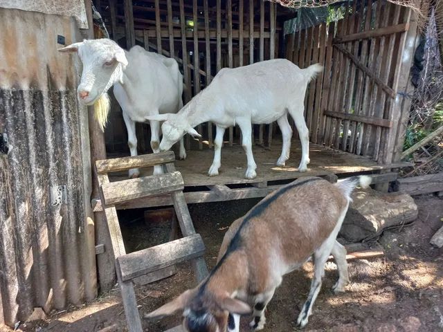 Vendo cabras da raça  Sammy 