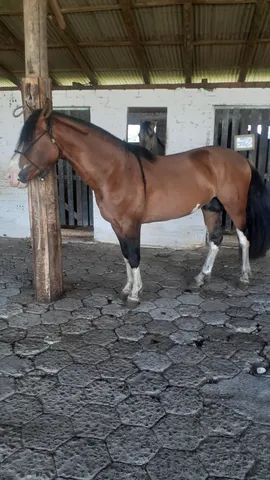 Cavalo  O caso do cavalo pintado por crianças: maus-tratos?