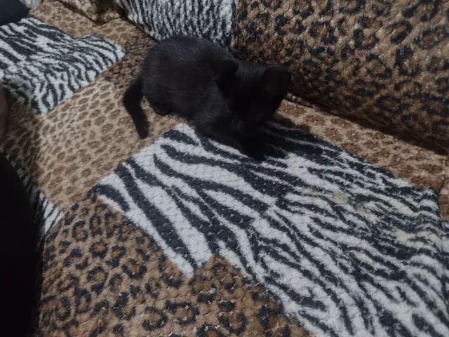 Doação de 3 gatinhos pretos