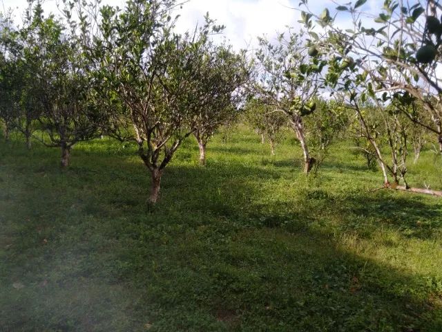 Lote 60 hectares  - Foto 3