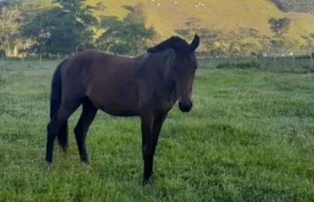 3,500 IMPERADOR MM/MP - Foto 4