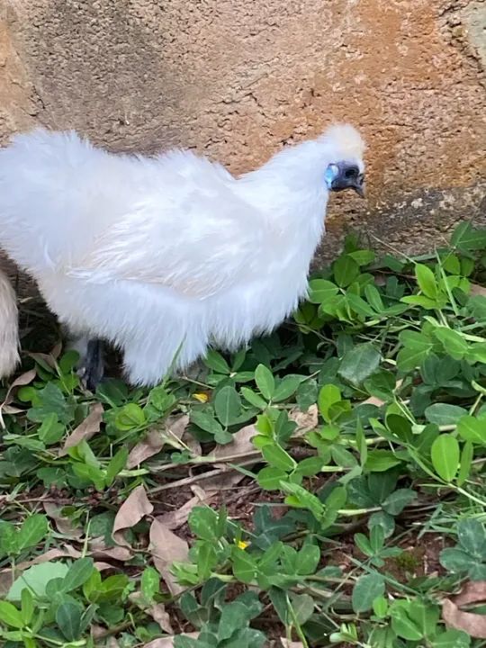 Galinha Sedosa do Japão - Jundiaí-SP - Foto 4