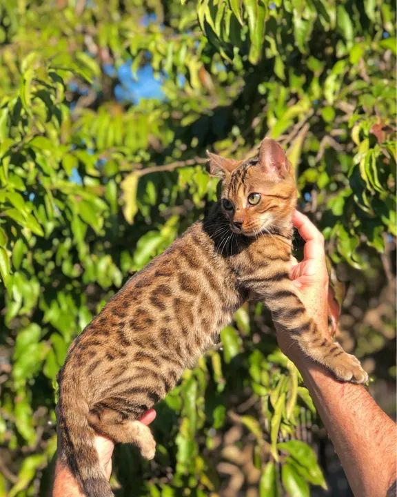 Gato Bengal filhote  - Foto 3