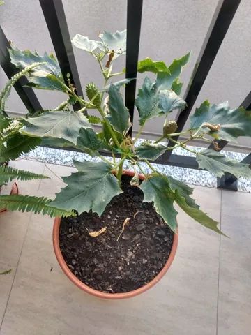 Sementes De Datura Stramonium - Figueira (flor Branca) - Foto 4